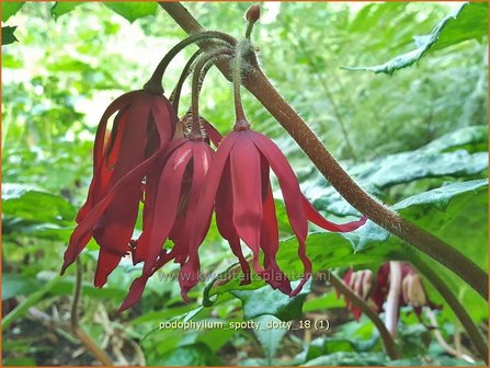 Podophyllum &#039;Spotty Dotty&#039; | Voetblad, Indische alruinwortel, Meiappel | Fu&szlig;blatt