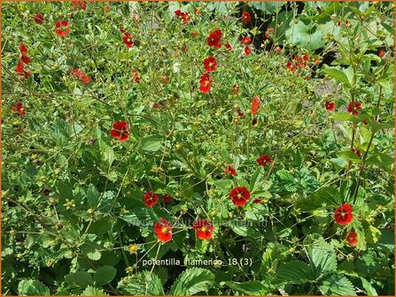 Potentilla &#039;Flamenco&#039; | Ganzerik | Fingerkraut