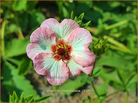 Potentilla hopwoodiana | Ganzerik | Hybrid-Fingerkraut