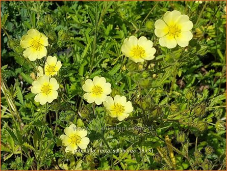 Potentilla recta &#039;Sulphurea&#039; | Rechte ganzerik, Ganzerik | Hohes Fingerkraut