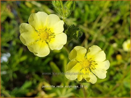 Potentilla recta &#039;Sulphurea&#039; | Rechte ganzerik, Ganzerik | Hohes Fingerkraut