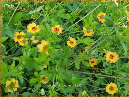 Potentilla tonguei | Ganzerik | Hybrid-Fingerkraut