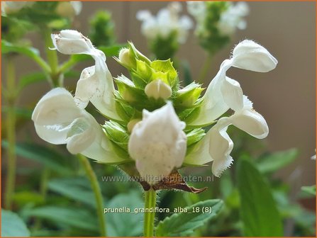 Prunella grandiflora &#039;Alba&#039; | Brunel, Bijenkorfje | Gro&szlig;bl&uuml;tige Braunelle
