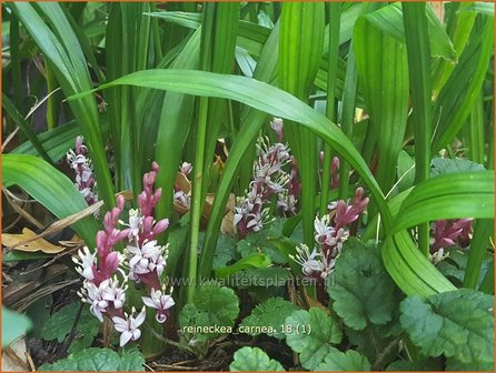 Reineckea carnea | Japanisches Maigl&ouml;ckchen
