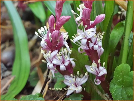Reineckea carnea | Japanisches Maigl&ouml;ckchen