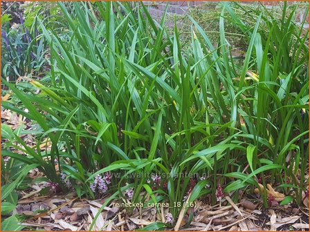 Reineckea carnea | Japanisches Maigl&ouml;ckchen