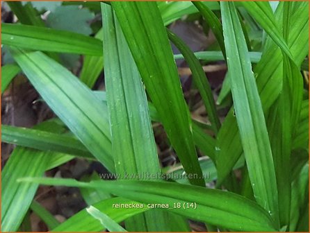 Reineckea carnea | Japanisches Maigl&ouml;ckchen