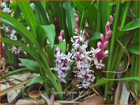 Reineckea carnea | Japanisches Maigl&ouml;ckchen