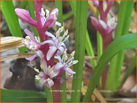 Reineckea carnea | Japanisches Maigl&ouml;ckchen