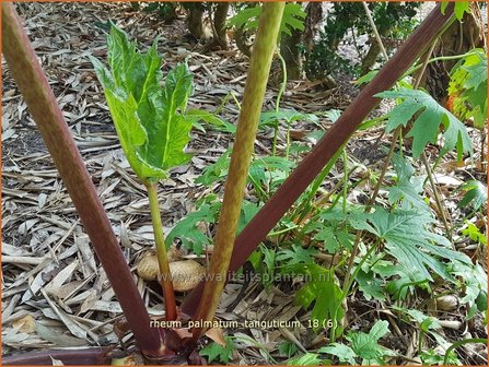 Rheum palmatum tanguticum | Sierrabarber | Kron-Rhabarber