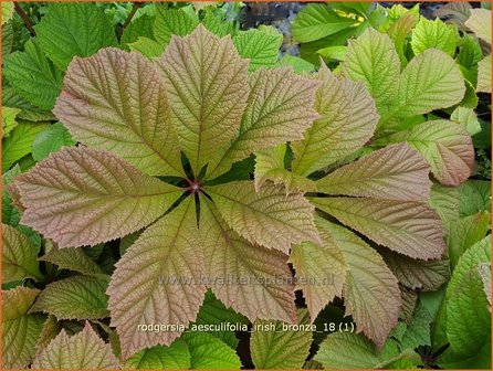 Rodgersia aesculifolia 'Irish Bronze' | Kastanjebladige astilbe, Schout-bij-nacht, Kijkblad | Kastanienblä