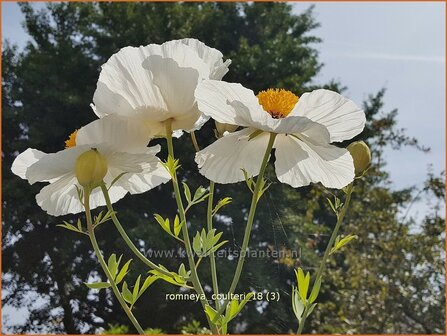 Romneya coulteri | Californische boompapaver, Spiegelei | Kalifornischer Scheinmohn