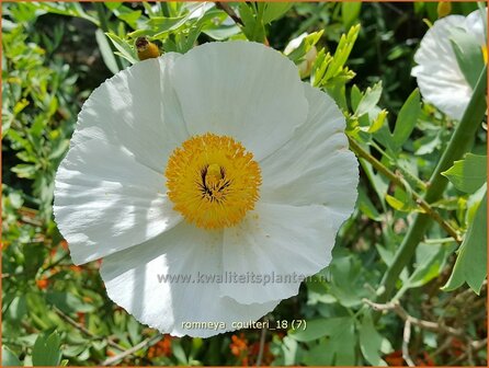 Romneya coulteri | Californische boompapaver, Spiegelei | Kalifornischer Scheinmohn