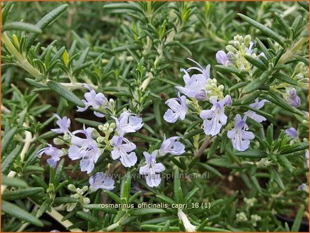 Rosmarinus officinalis &#039;Capri&#039; | Rozemarijn | Rosmarin
