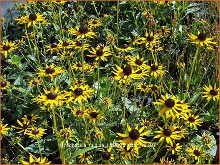 Rudbeckia fulgida &#039;Little Goldstar&#039; | Zonnehoed | Gew&ouml;hnlicher Sonnenhut