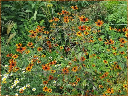 Rudbeckia triloba &amp;#x0027;Prairie Glow&amp;#x0027; | Zonnehoed | Dreilappiger Sonnenhut
