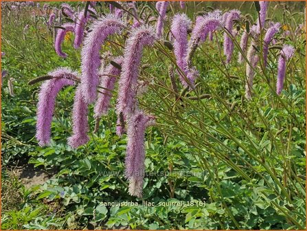 Sanguisorba &#039;Lilac Squirrel&#039; | Pimpernel, Sorbenkruid | Wiesenknopf