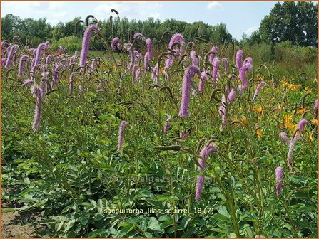 Sanguisorba &#039;Lilac Squirrel&#039; | Pimpernel, Sorbenkruid | Wiesenknopf