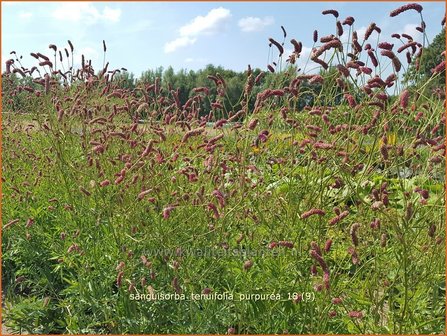 Sanguisorba tenuifolia 'Purpurea' | Pimpernel, Sorbenkruid | Hoher Wiesenknopf