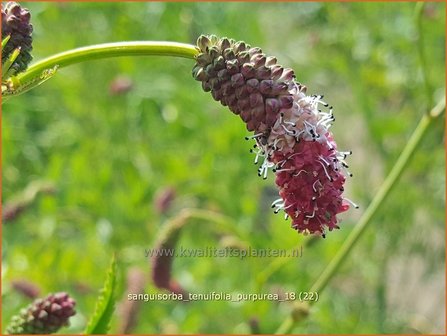 Sanguisorba tenuifolia &#039;Purpurea&#039; | Pimpernel, Sorbenkruid | Hoher Wiesenknopf