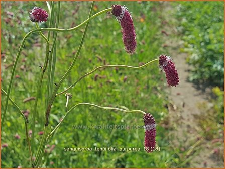 Sanguisorba tenuifolia 'Purpurea' | Pimpernel, Sorbenkruid | Hoher Wiesenknopf