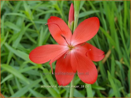 Schizostylis coccinea &#039;Major&#039; | Moerasgladiool, Kafferlelie | Spaltgriffel