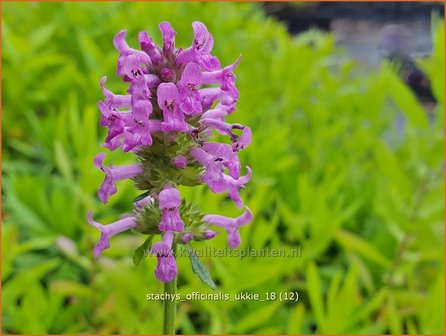 Stachys officinalis &#039;Ukkie&#039; | Betonie, Koortskruid, Andoorn | Echter Ziest