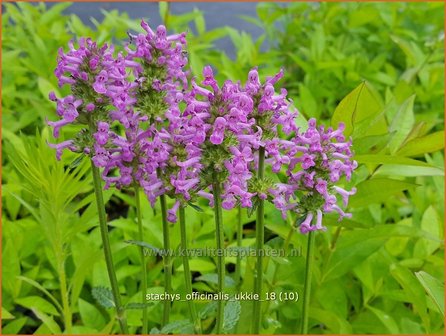 Stachys officinalis &#039;Ukkie&#039; | Betonie, Koortskruid, Andoorn | Echter Ziest