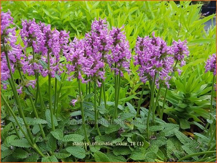 Stachys officinalis &#039;Ukkie&#039; | Betonie, Koortskruid, Andoorn | Echter Ziest