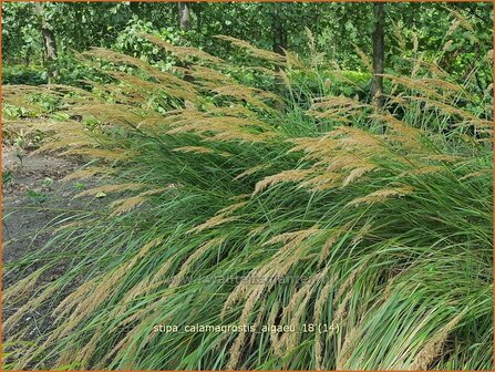 Stipa calamagrostis &#039;Alg&auml;u&#039; | Vedergras | Silber&auml;hrengras