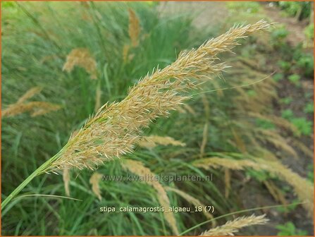 Stipa calamagrostis &#039;Alg&auml;u&#039; | Vedergras | Silber&auml;hrengras