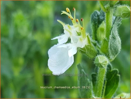 Teucrium chamaedrys &#039;Album&#039; | Gamander | Echter Gamander