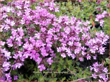 Thymus praecox 'Bressingham' | Kruiptijm, Tijm | Fr&uuml;hbl&uuml;hender Thymian