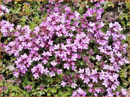 Thymus praecox 'Bressingham' | Kruiptijm, Tijm | Fr&uuml;hbl&uuml;hender Thymian