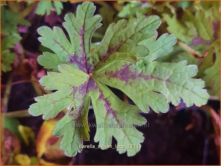 Tiarella &#039;Sylvan Lace&#039; | Schuimbloem, Perzische muts | Schaumbl&uuml;te