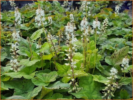 Tiarella wherryi | Schuimbloem, Perzische muts | Amerikanische Schaumbl&uuml;te