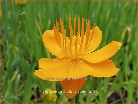 Trollius chinensis 'Golden Queen' | Globebloem, Kogelbloem | Chinesische Trollblume