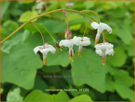 Vancouveria hexandra | Scheinelfenblume