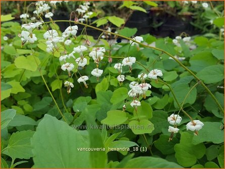 Vancouveria hexandra | Scheinelfenblume