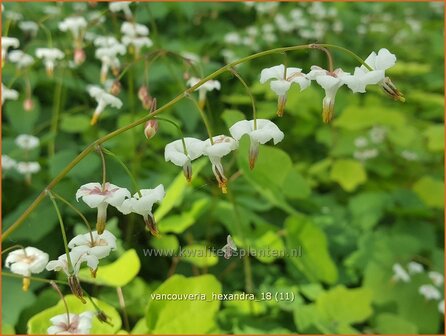 Vancouveria hexandra | Scheinelfenblume