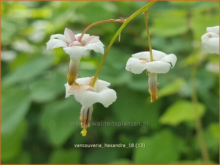 Vancouveria hexandra | Scheinelfenblume
