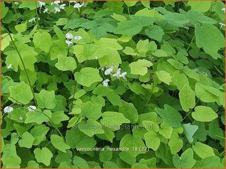 Vancouveria hexandra | Scheinelfenblume