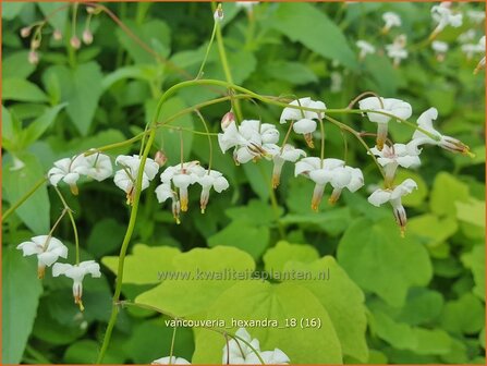 Vancouveria hexandra | Scheinelfenblume
