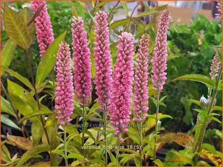 Veronica &#039;First Kiss&#039; | Aarereprijs, Ereprijs | &Auml;hren-Ehrenpreis