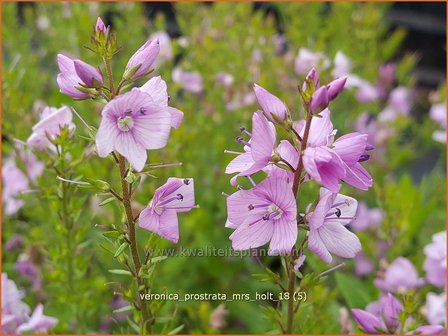 Veronica prostrata &#039;Mrs Holt&#039; | Liggende ereprijs, Ereprijs | Niederliegender Ehrenpreis