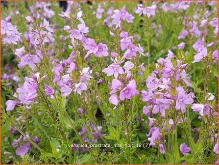 Veronica prostrata &#039;Mrs Holt&#039; | Liggende ereprijs, Ereprijs | Niederliegender Ehrenpreis