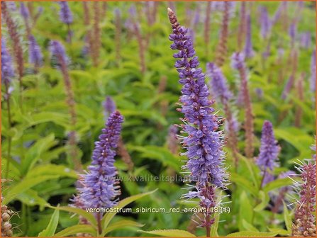 Veronicastrum sibiricum &#039;Red Arrows&#039; | Zwarte ereprijs, Virginische ereprijs | Asiatischer Kandelaberehrenpreis