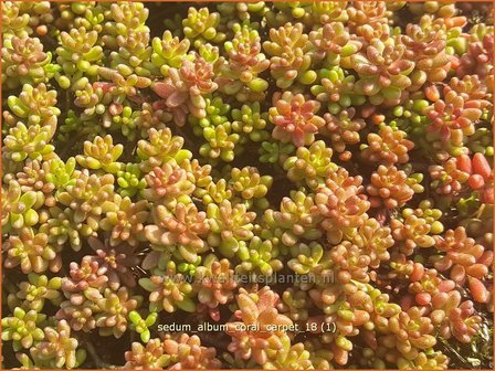 Sedum album 'Coral Carpet' | Wit vetkruid, Vetkruid | Wei&szlig;bl&uuml;hender Rotmoos-Mauerpfeffer