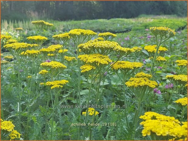 Achillea 'Helios' | Duizendblad | Garbe