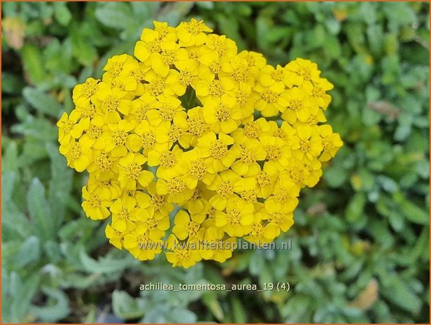 Achillea tomentosa 'Aurea' | Duizendblad | Filzige Teppichgarbe